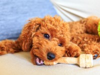 ペット用耐水フロアって何?