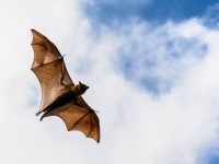 コウモリにお困りではありませんか?