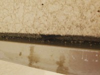 コウモリにお困りではありませんか?